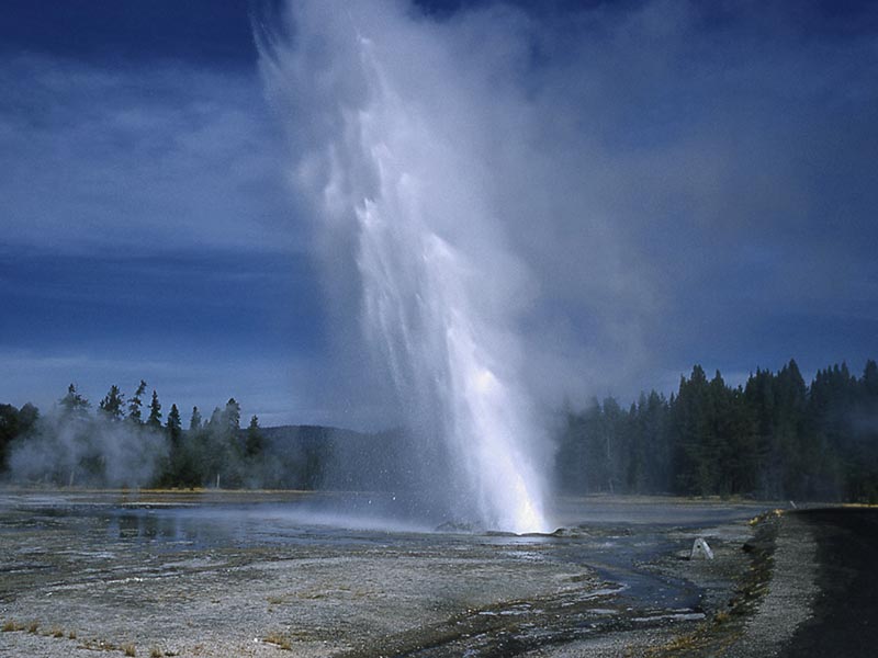 daisy-geyser-nm5